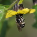 Williston's Cellophane Bee - Photo (c) Spencer Hardy, some rights reserved (CC BY-NC), uploaded by Spencer Hardy