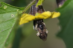 Colletes willistoni