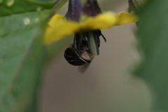 Colletes willistoni
