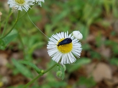 Adela caeruleella