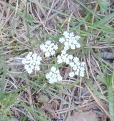 Conopodium pyrenaeum