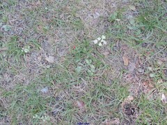 Conopodium pyrenaeum