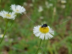 Adela caeruleella