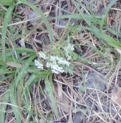 Conopodium pyrenaeum