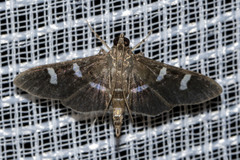 Desmia ploralis