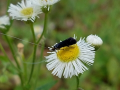 Adela caeruleella