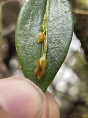 Lepanthes mucronata