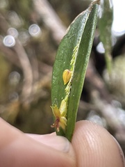 Lepanthes mucronata