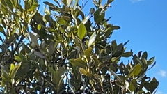 Lichmera indistincta