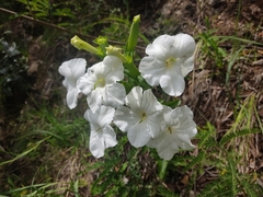 Escobedia grandiflora