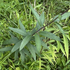 Silphium asteriscus trifoliatum