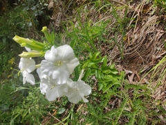 Escobedia grandiflora