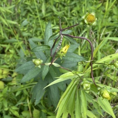 Silphium asteriscus trifoliatum