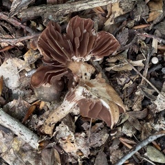 Cortinarius torvus