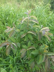 Diospyros virginiana