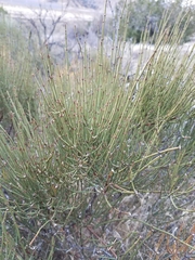 Ephedra californica