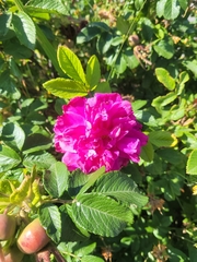 Rosa rugosa
