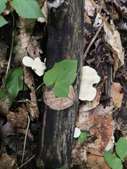 Loweomyces fractipes