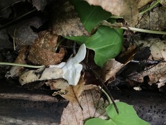 Loweomyces fractipes