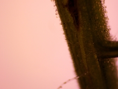 Septoria lycopersici