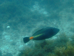 Meuschenia flavolineata