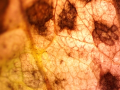 Septoria lycopersici
