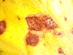 Septoria lycopersici