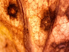 Septoria lycopersici
