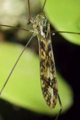 Discobola tessellata