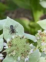 Megachile texana