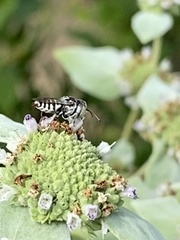 Megachile texana
