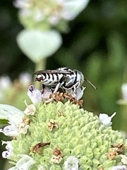 Megachile texana