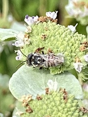 Megachile texana