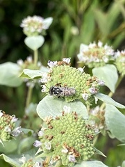 Megachile texana
