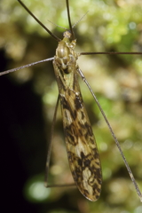 Discobola tessellata