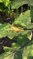 Schistocerca lineata