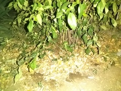 Bufotes viridis sitibundus