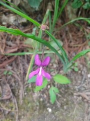 Pinguicula moranensis