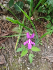 Pinguicula moranensis