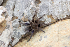 Euathlus truculentus