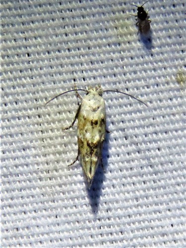 White-based Mompha photo 3