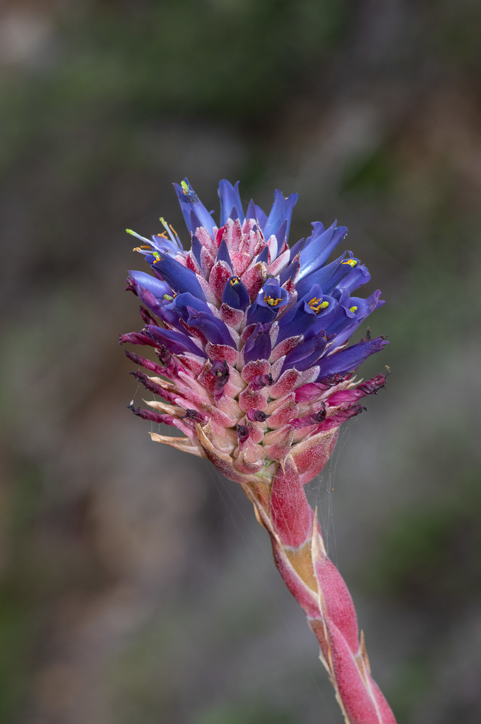 Puya venusta · iNaturalist