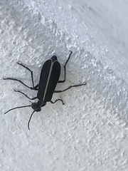 Epicauta cinctipennis