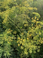 Pastinaca sativa
