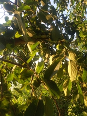 Diospyros virginiana
