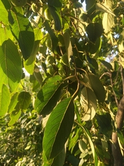 Diospyros virginiana