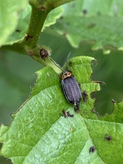 Tricholochmaea punctipennis