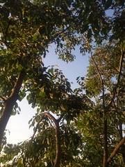 Diospyros virginiana