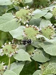 Megachile texana