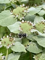 Megachile texana